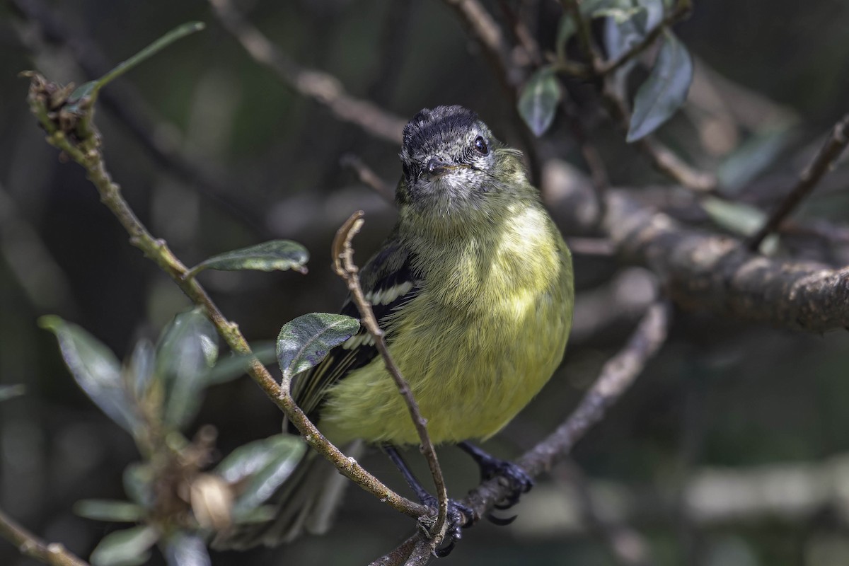 Black-capped Tyrannulet - George Roussey