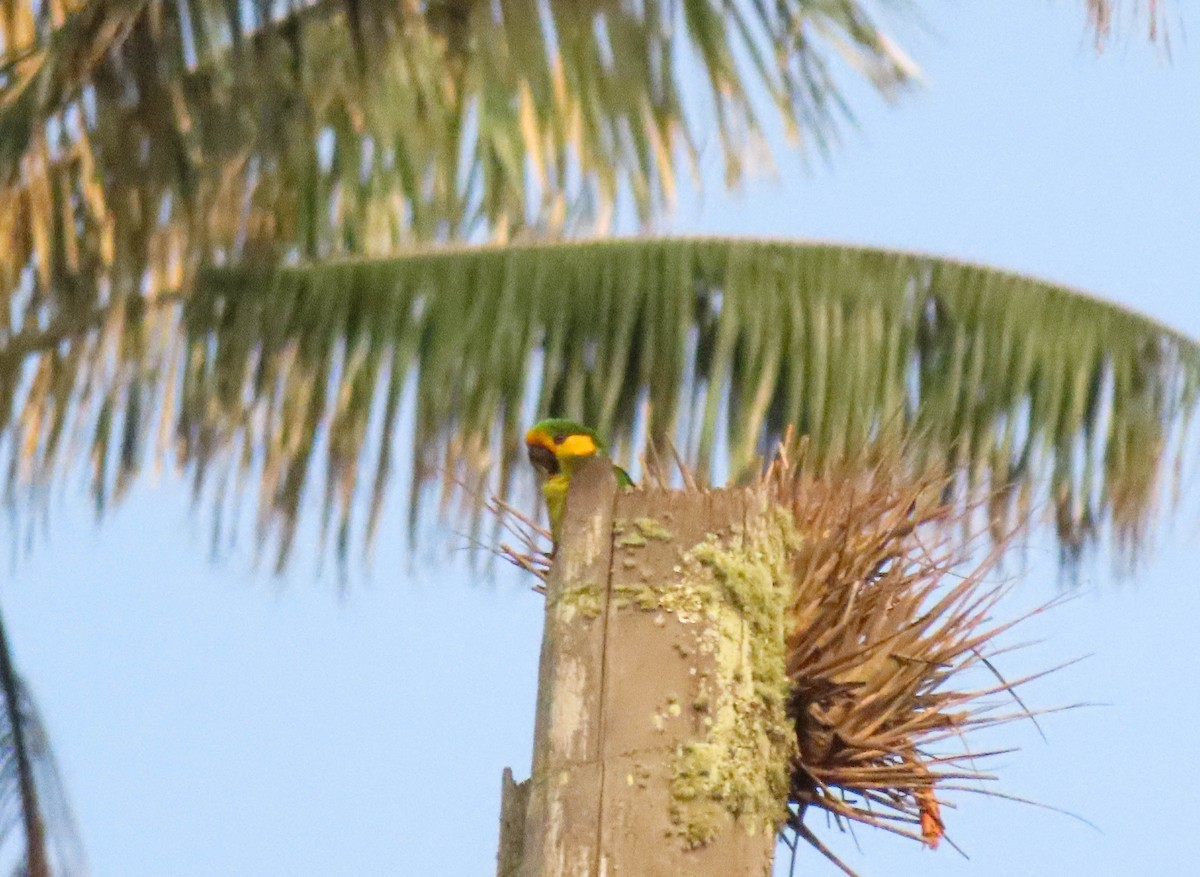 Yellow-eared Parrot - ML616831442