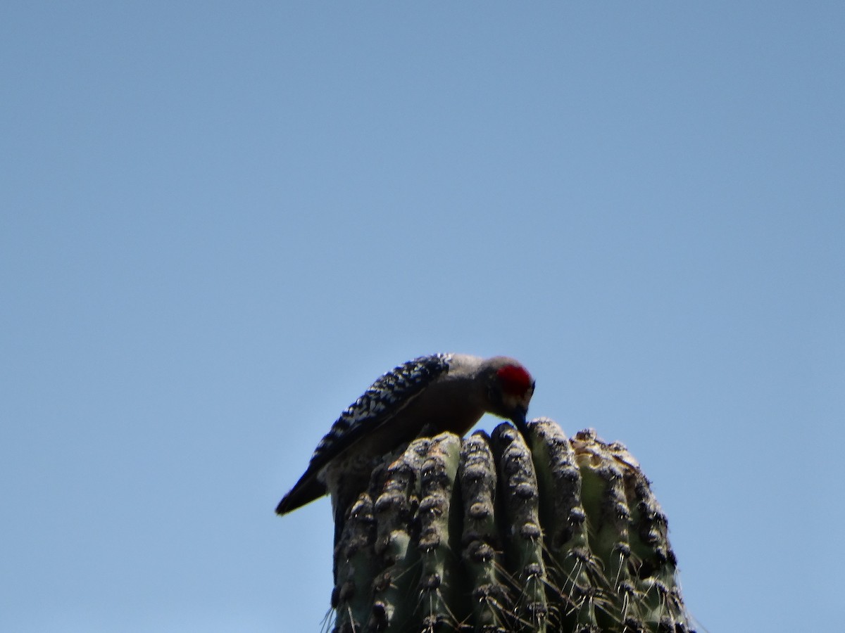 Gray-breasted Woodpecker - ML616831510