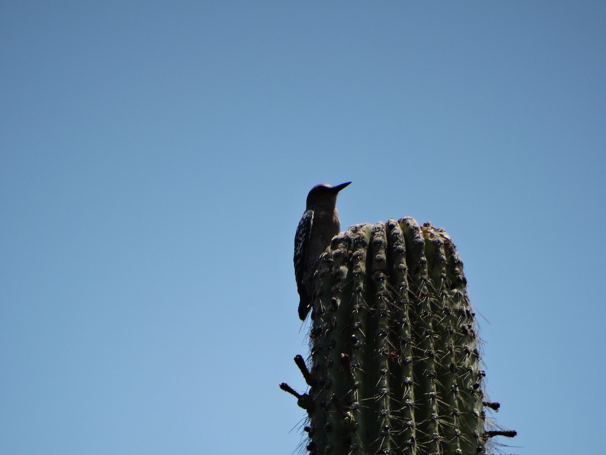 Gray-breasted Woodpecker - ML616831514
