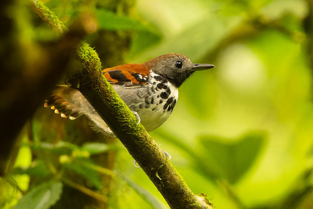Spotted Antbird - ML616831666