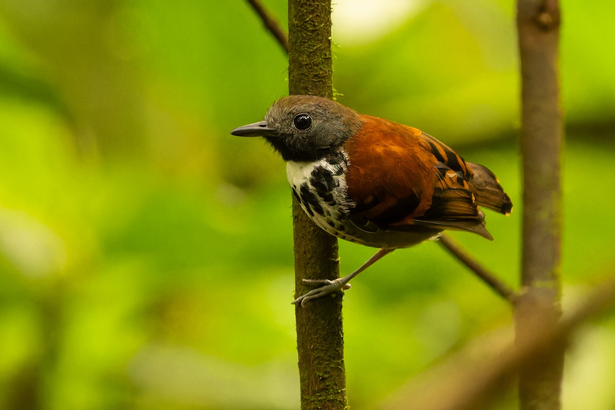 Spotted Antbird - ML616831667