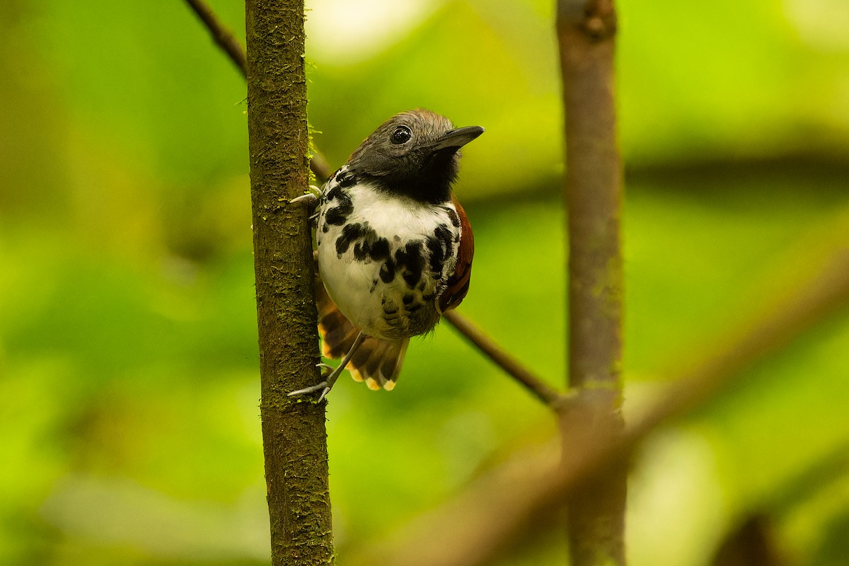 Spotted Antbird - ML616831668