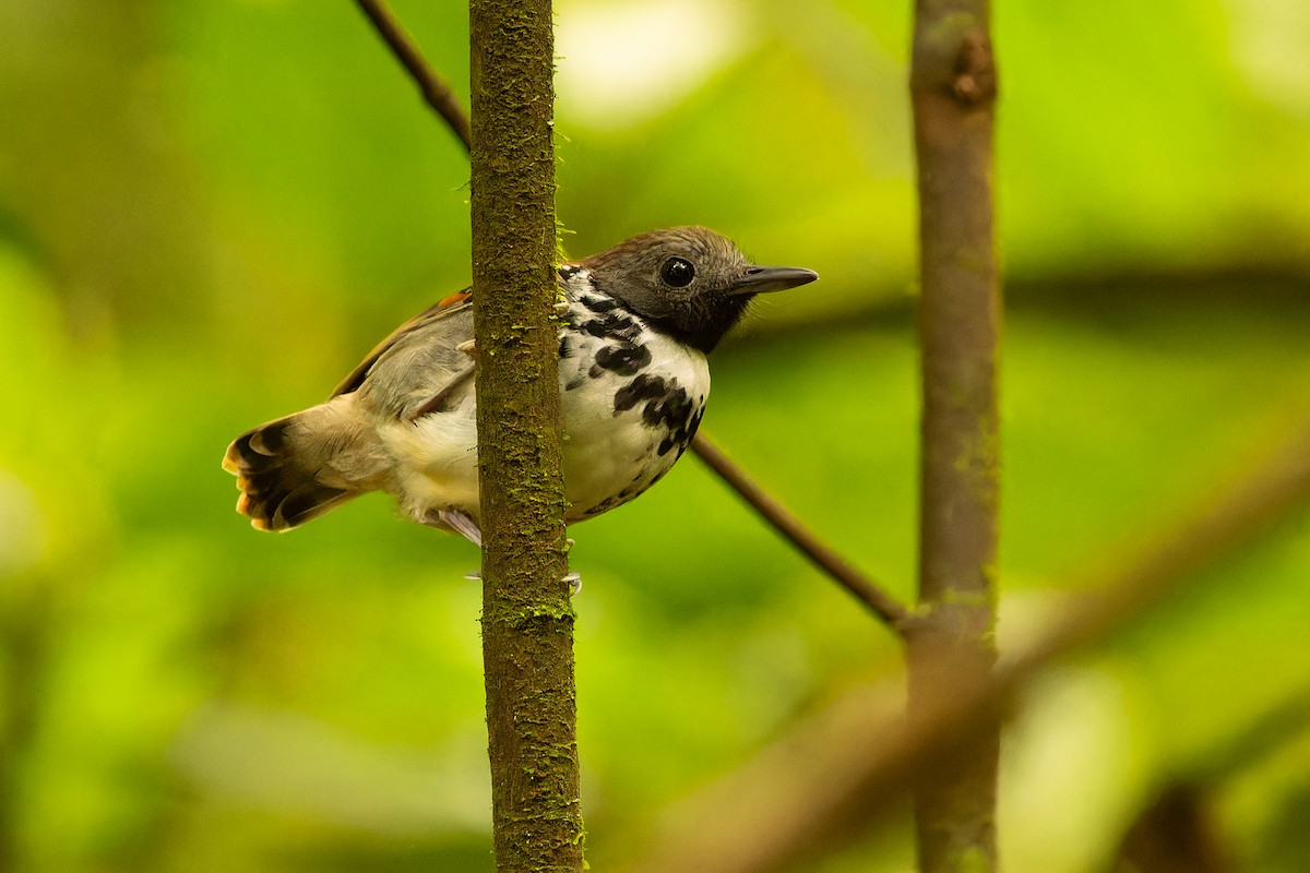 Spotted Antbird - ML616831669
