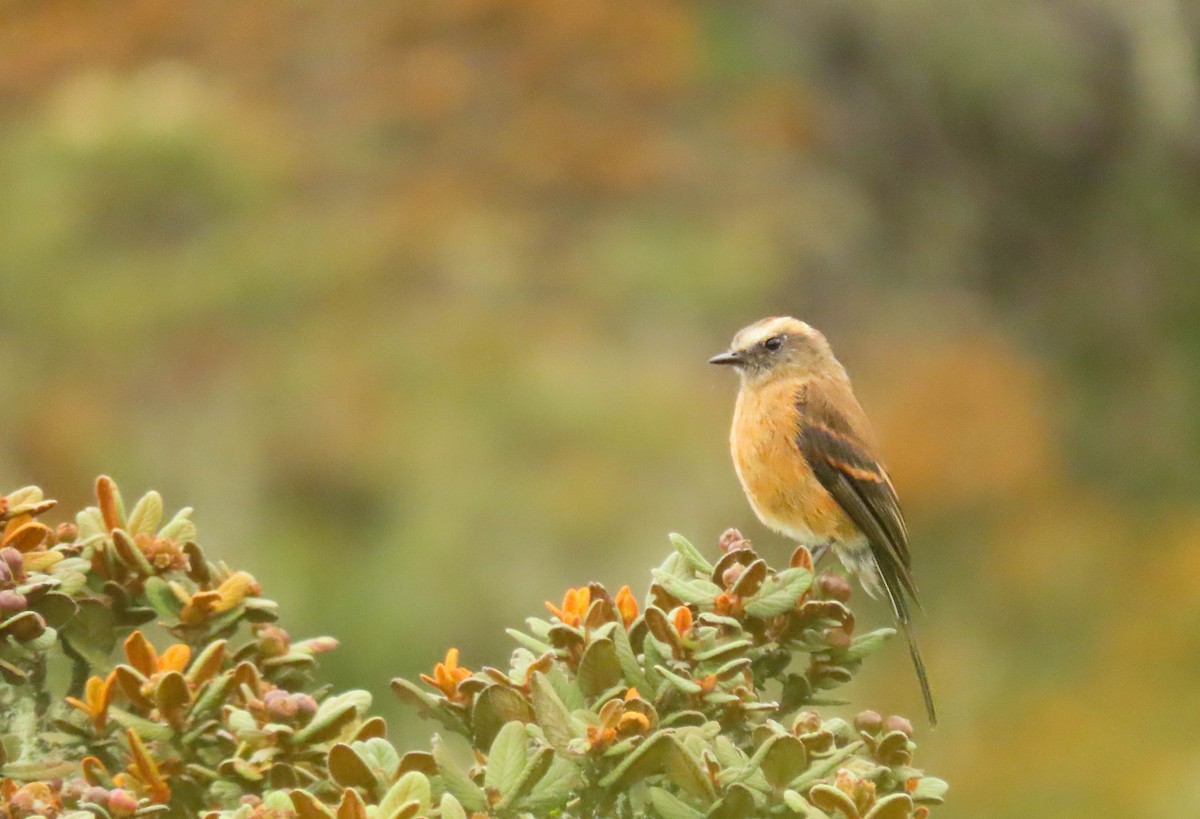 Brown-backed Chat-Tyrant - Alejandro Williams Viveros
