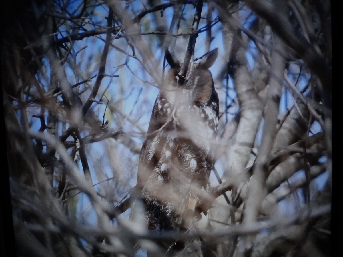 Long-eared Owl - ML616831736