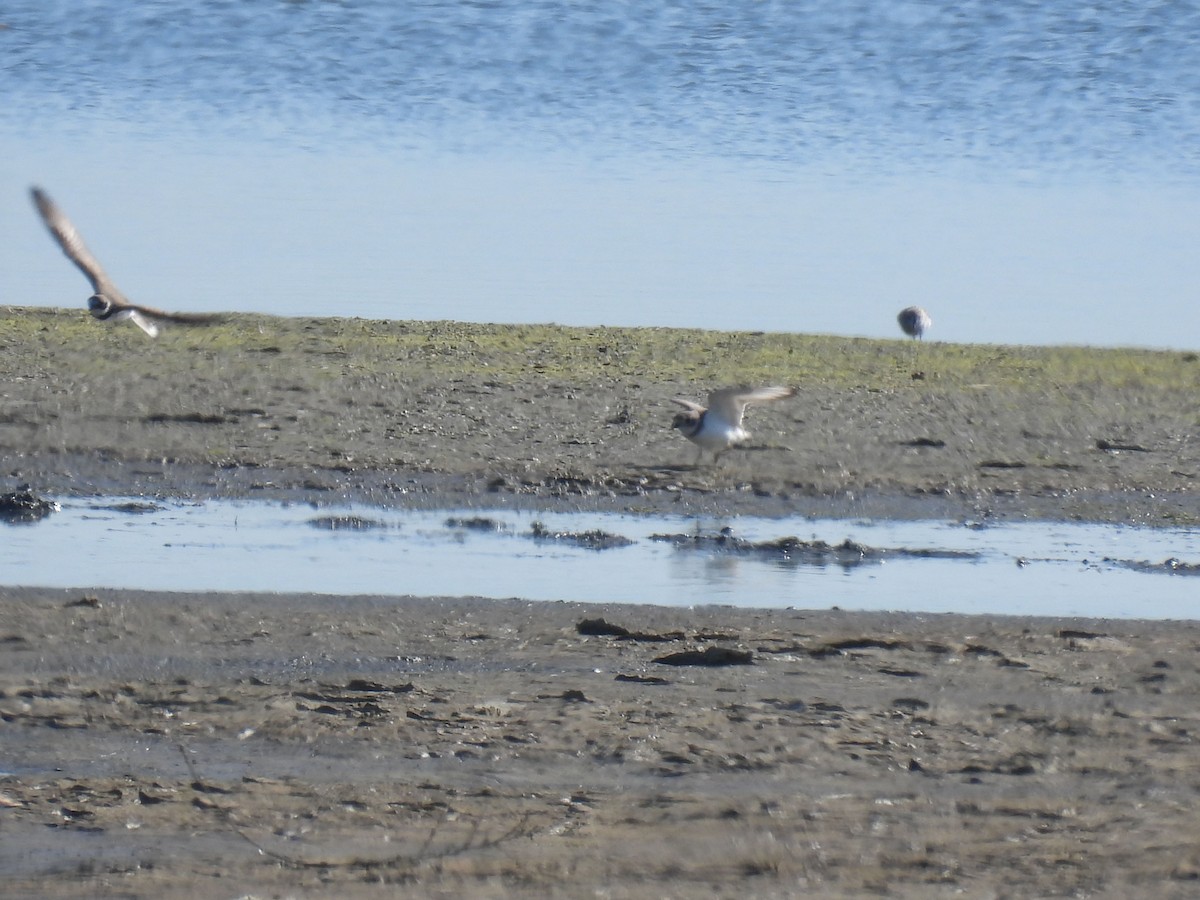 Piping Plover - ML616831788