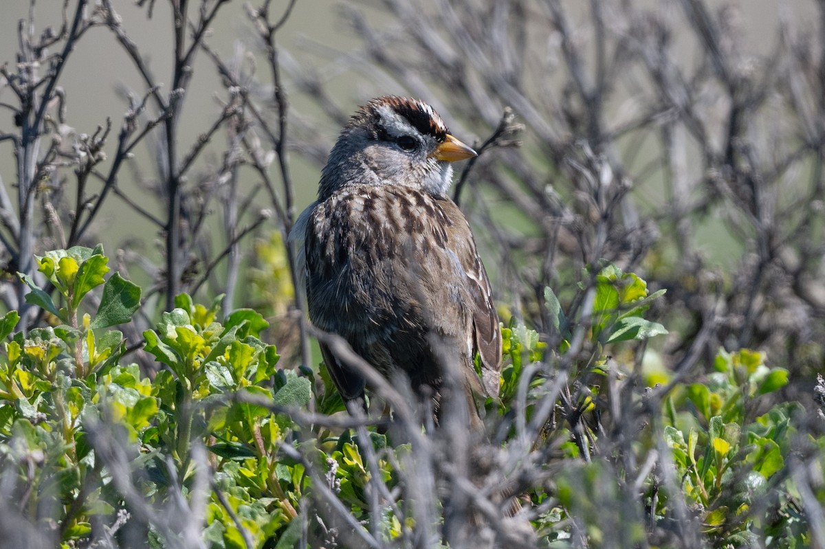 White-crowned Sparrow - ML616831848