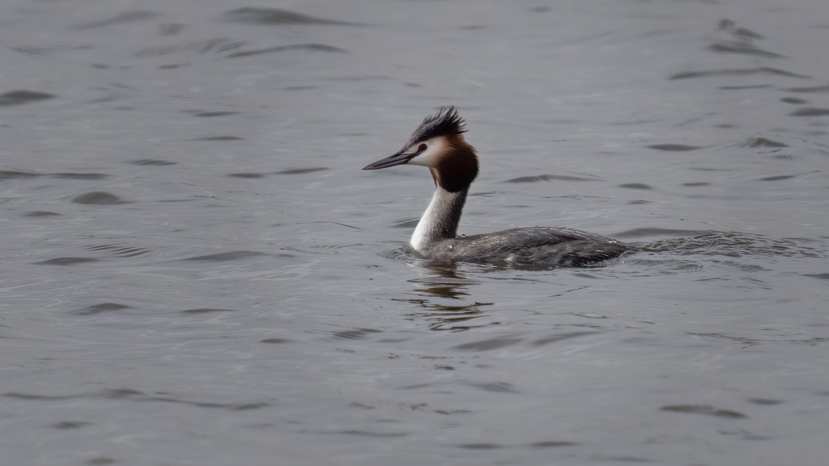 Great Crested Grebe - ML616831878
