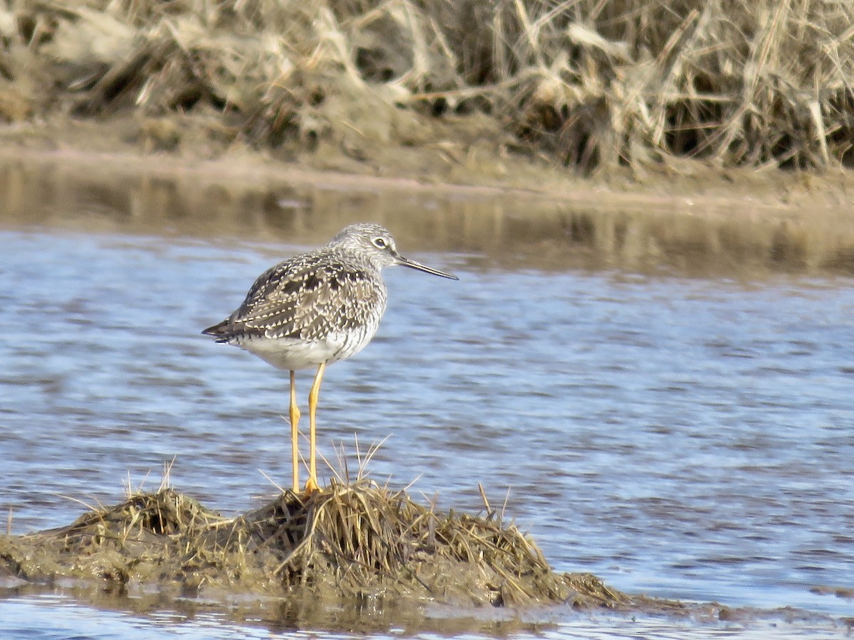 Greater Yellowlegs - Holly Bauer