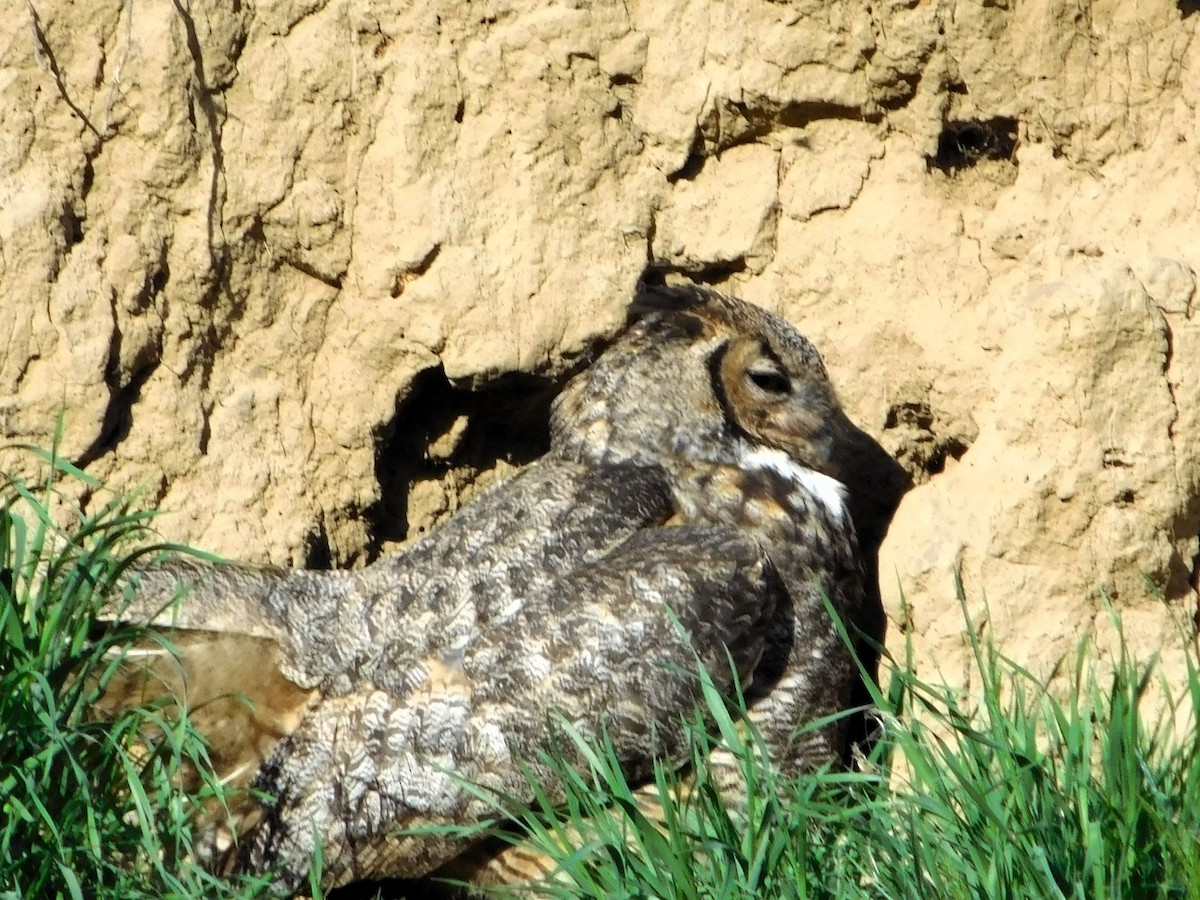Great Horned Owl - ML616832015