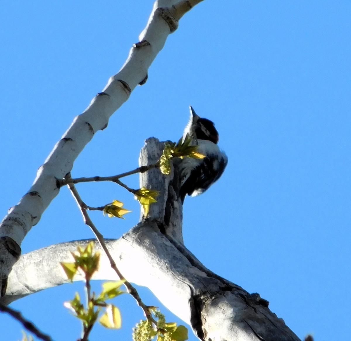 Downy Woodpecker - ML616832023