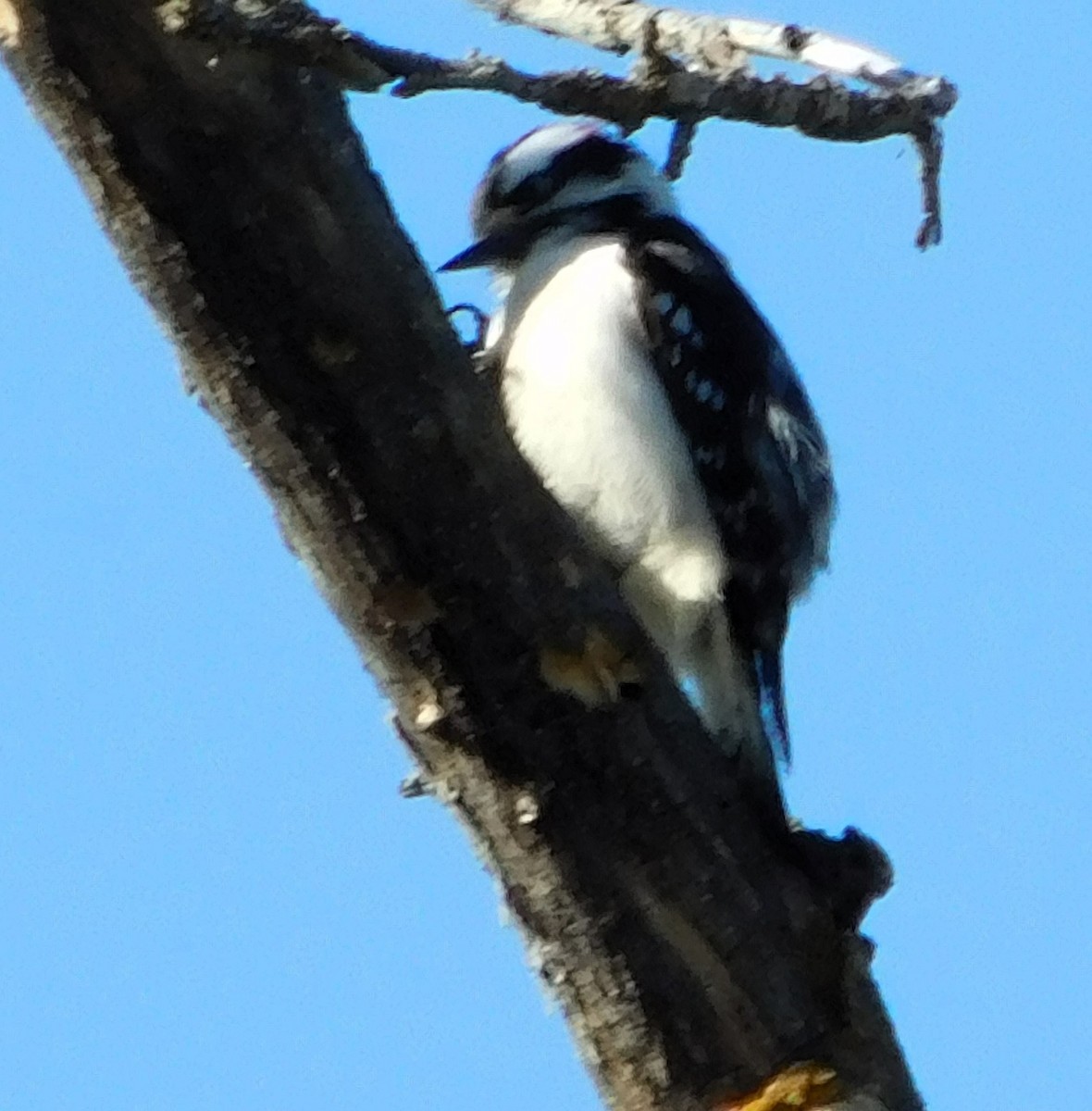 Downy Woodpecker - ML616832025