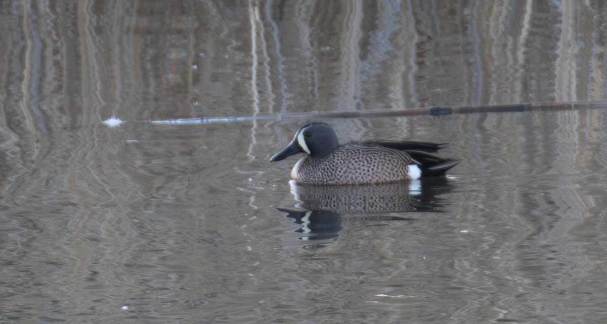 Blue-winged Teal - ML616832406
