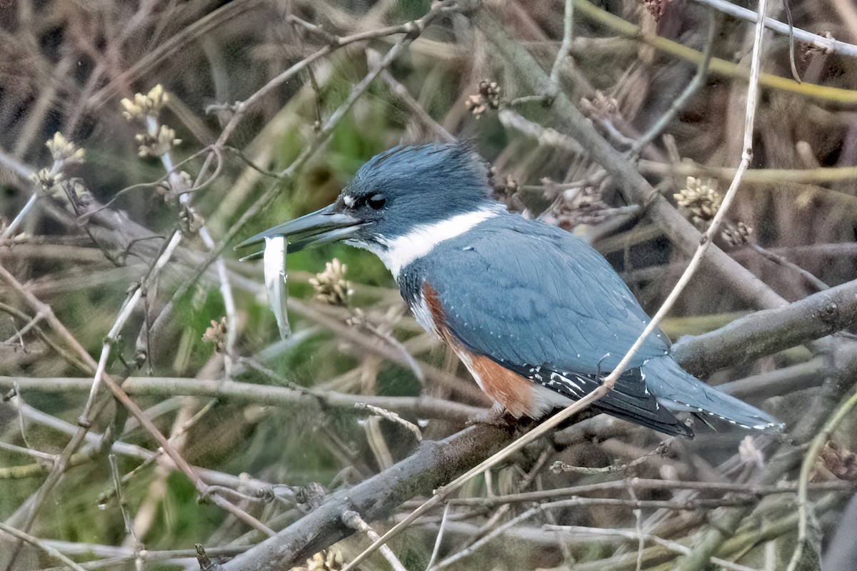 Belted Kingfisher - ML616832410