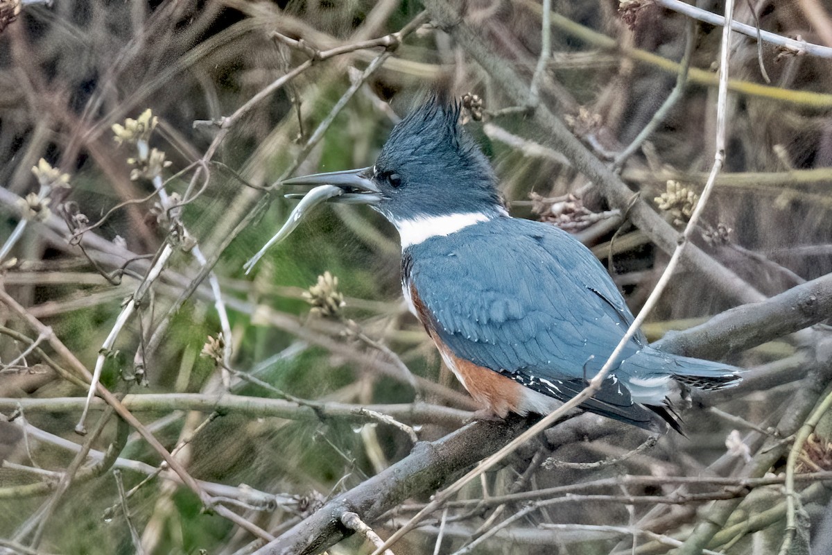 Belted Kingfisher - Sue Barth