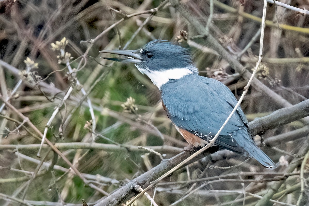 Belted Kingfisher - ML616832412