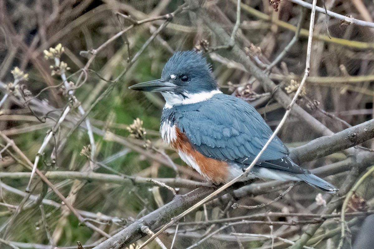 Belted Kingfisher - ML616832413