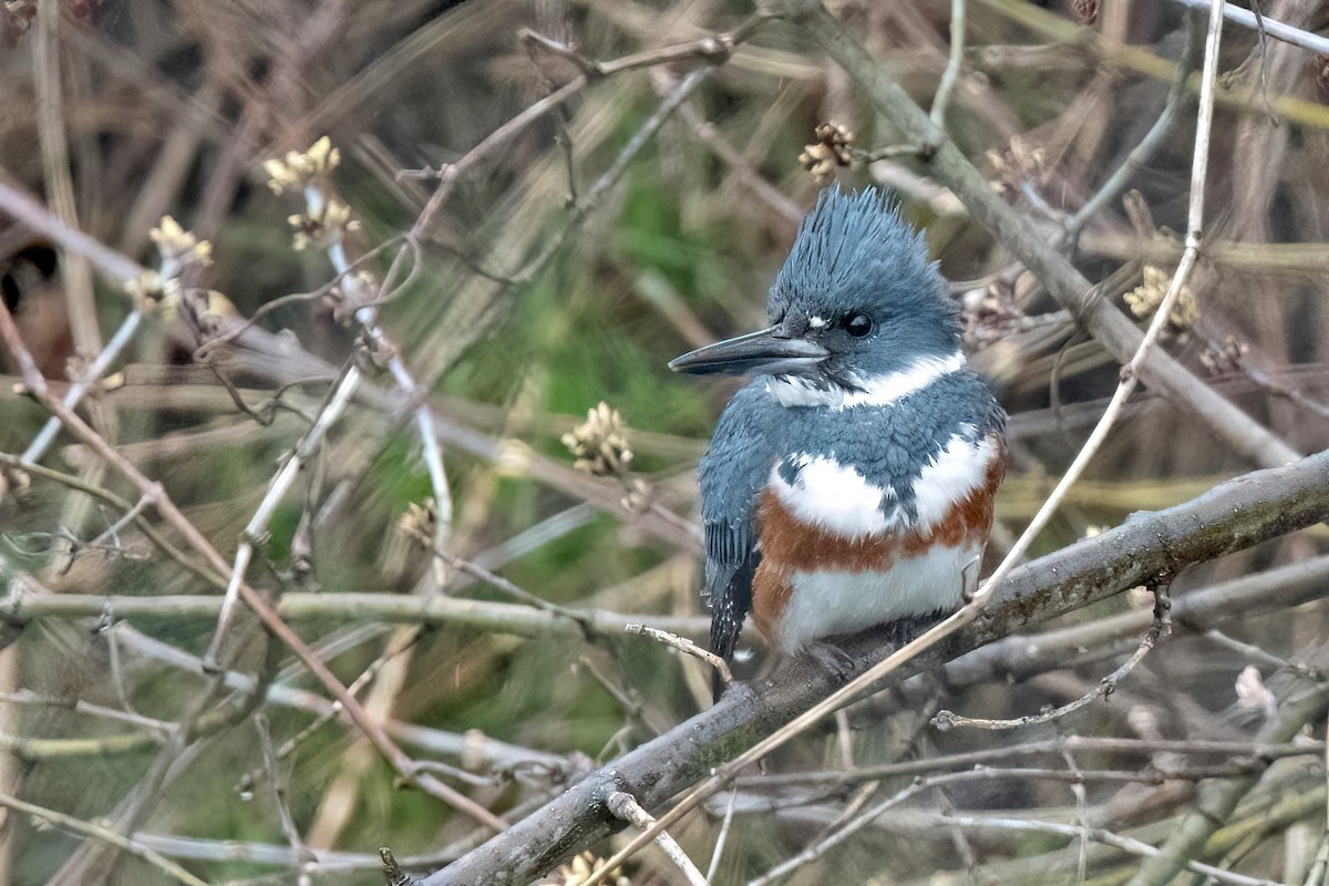 Belted Kingfisher - ML616832414