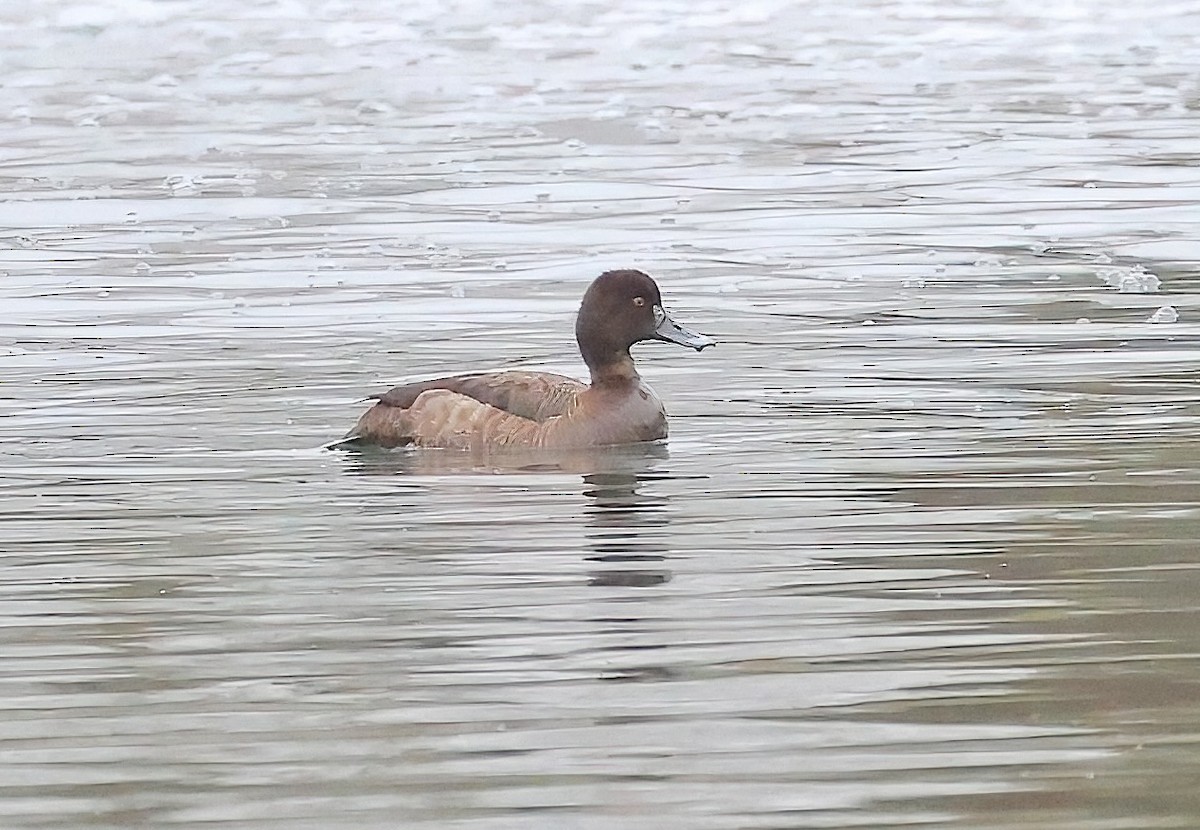 Greater Scaup - ML616832434