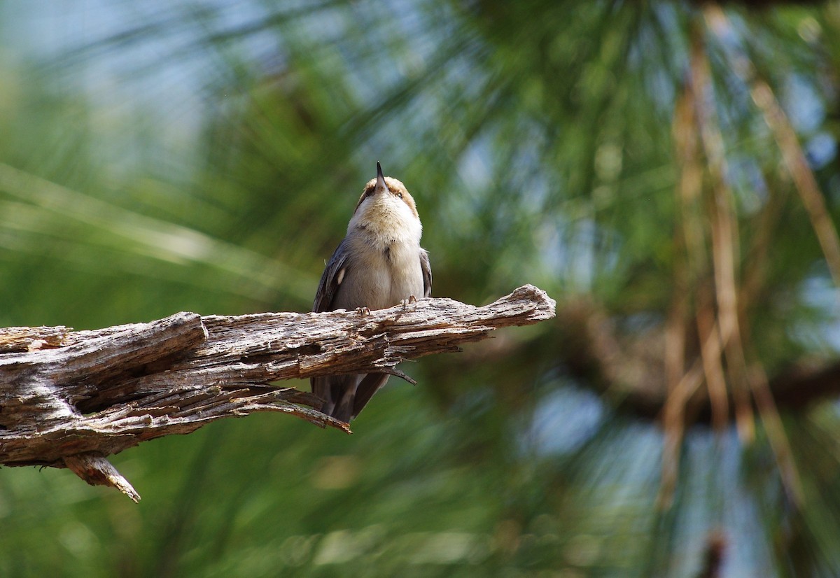 Brown-headed Nuthatch - ML616832479
