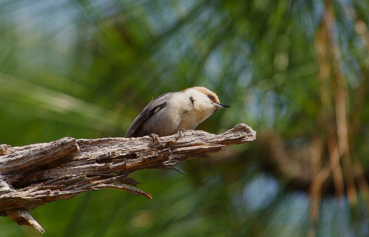 Brown-headed Nuthatch - ML616832480