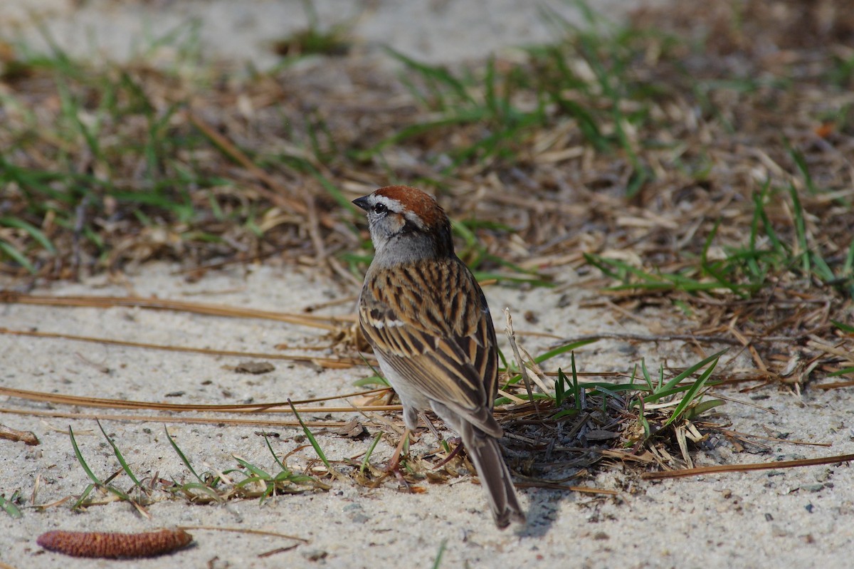 Chipping Sparrow - ML616832540