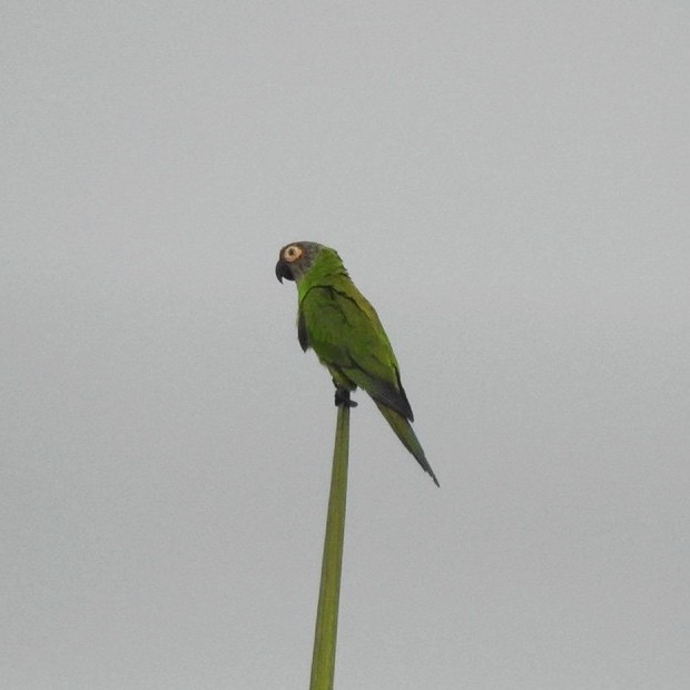 Dusky-headed Parakeet - ML616832541