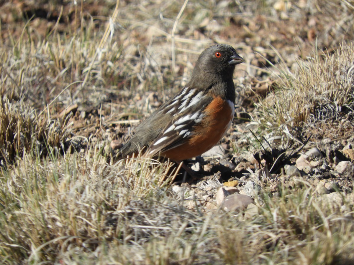 Spotted Towhee - ML616832590