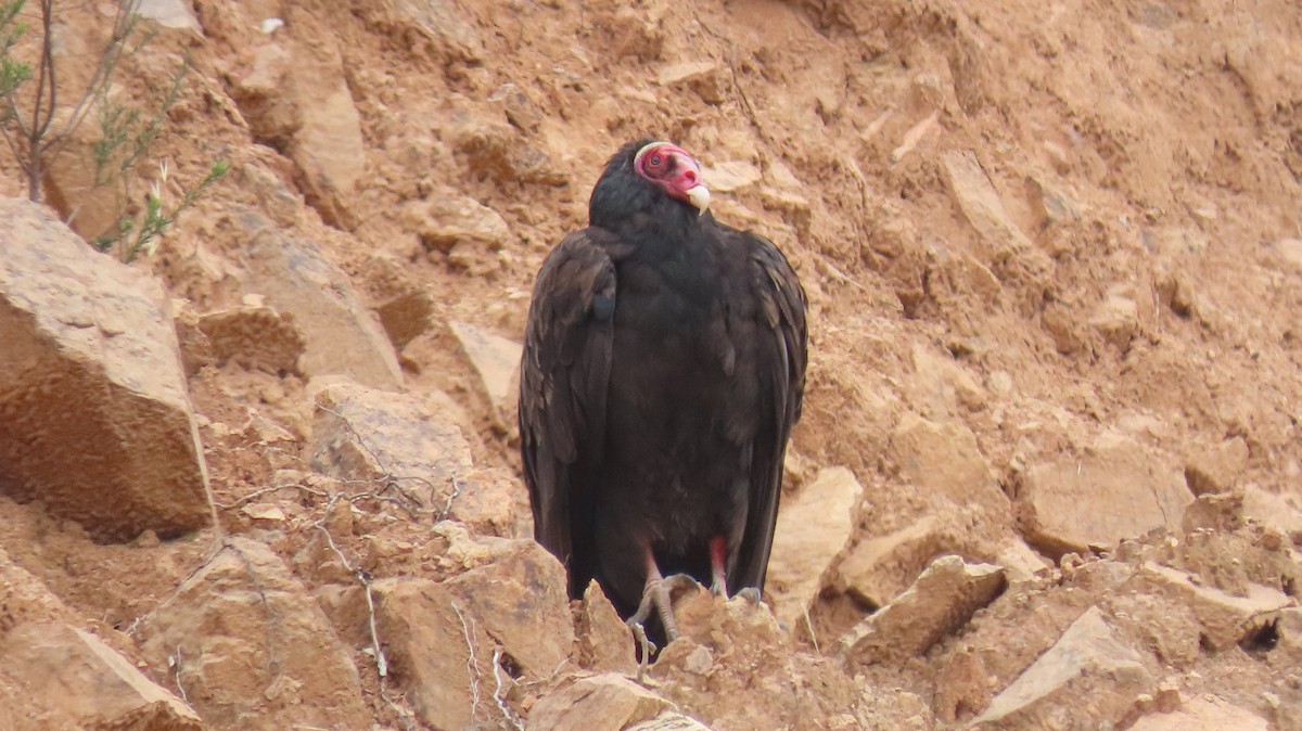 Turkey Vulture (Tropical) - ML616832676