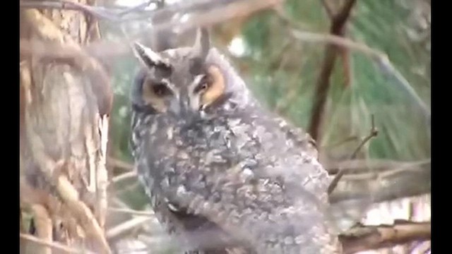 Long-eared Owl - ML616832702