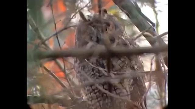 Long-eared Owl - ML616832718