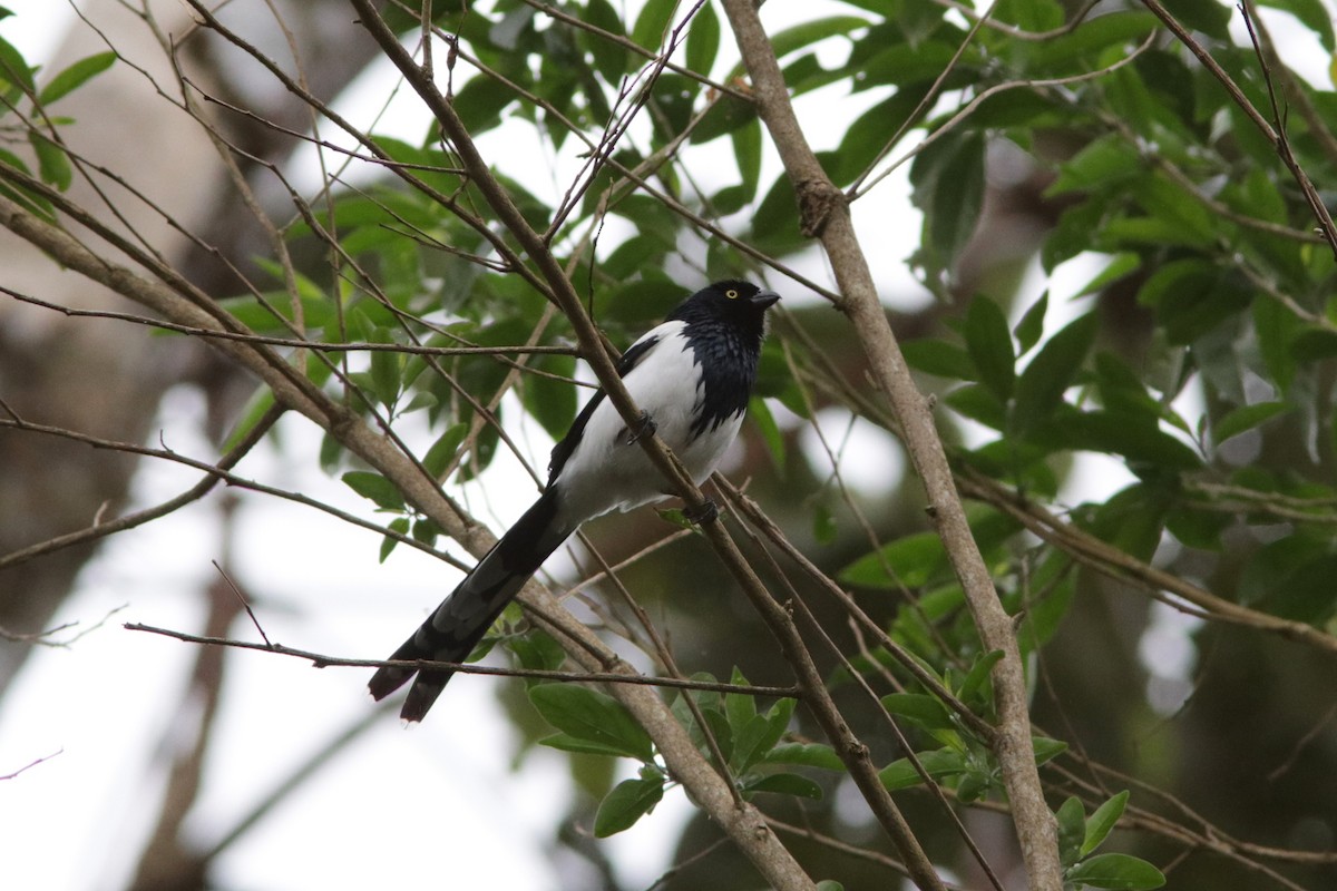 Magpie Tanager - ML616832730