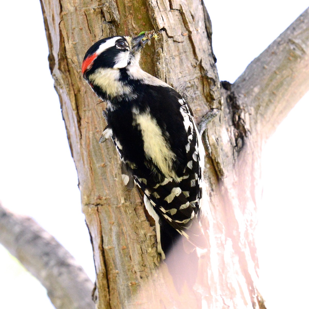 Downy Woodpecker - ML616832776