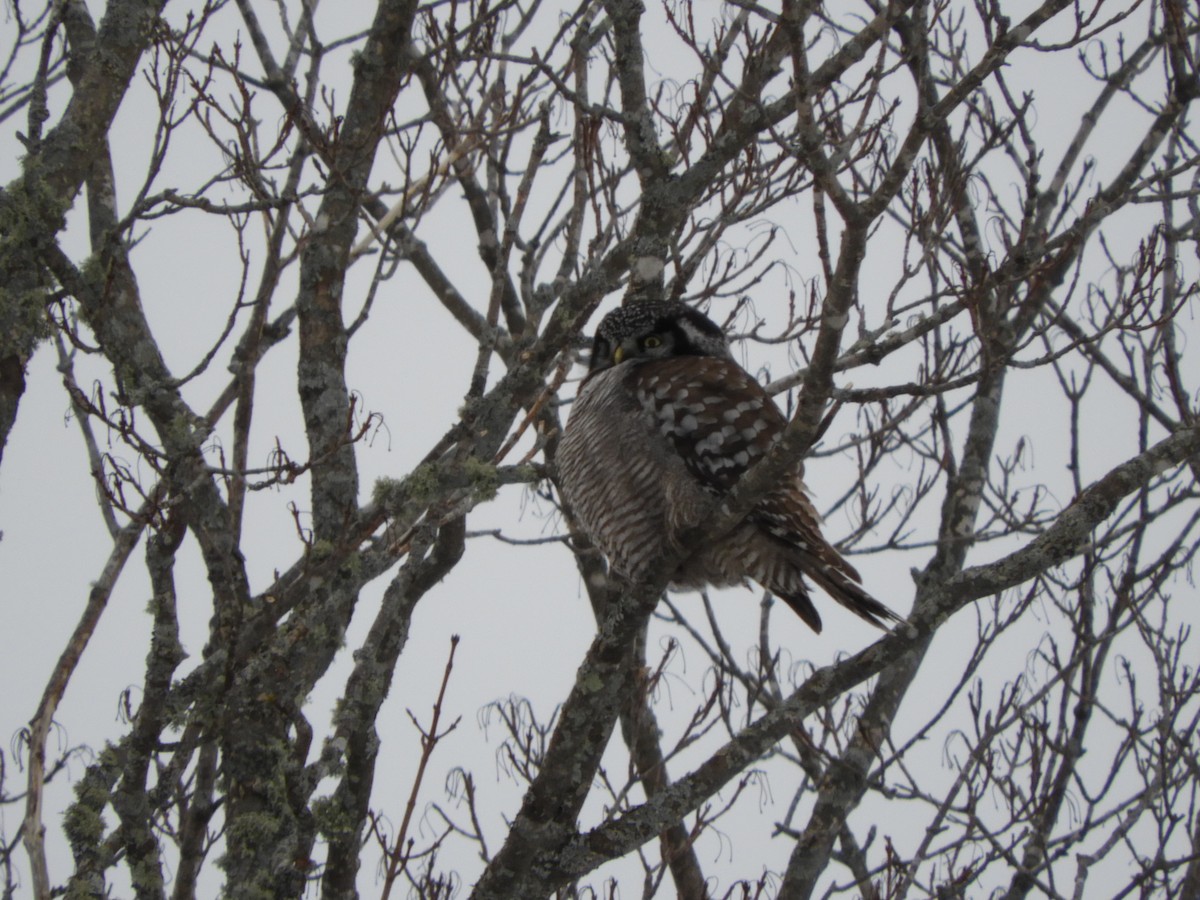 Northern Hawk Owl - ML616832783