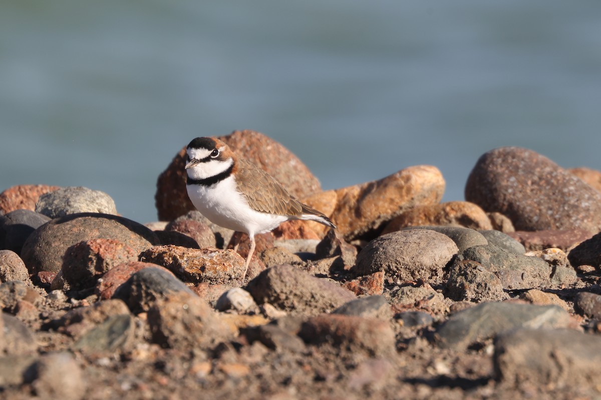 Collared Plover - ML616832960