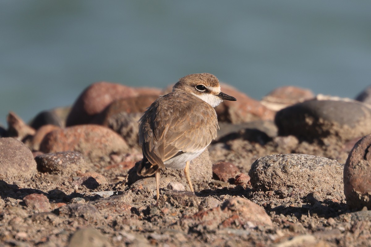 Collared Plover - ML616833163