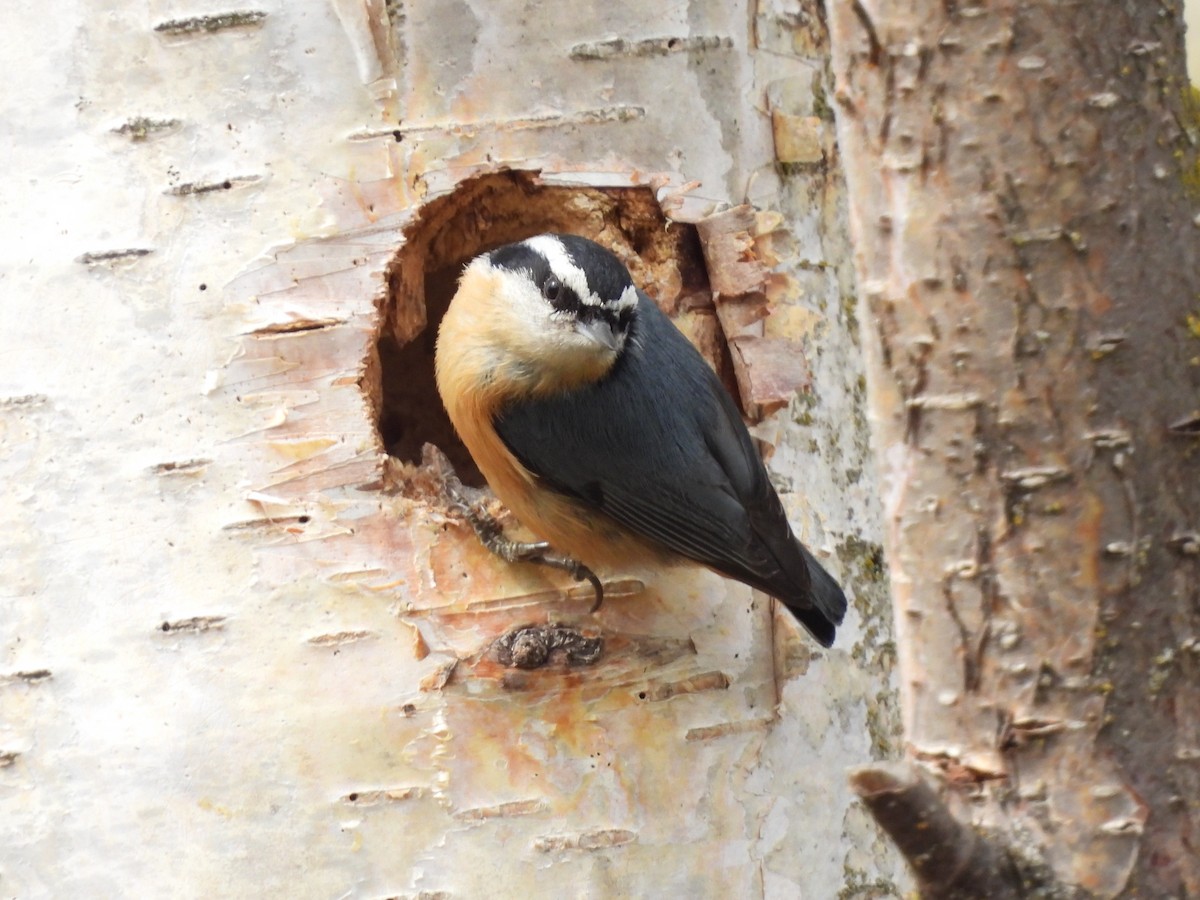 Red-breasted Nuthatch - ML616833331