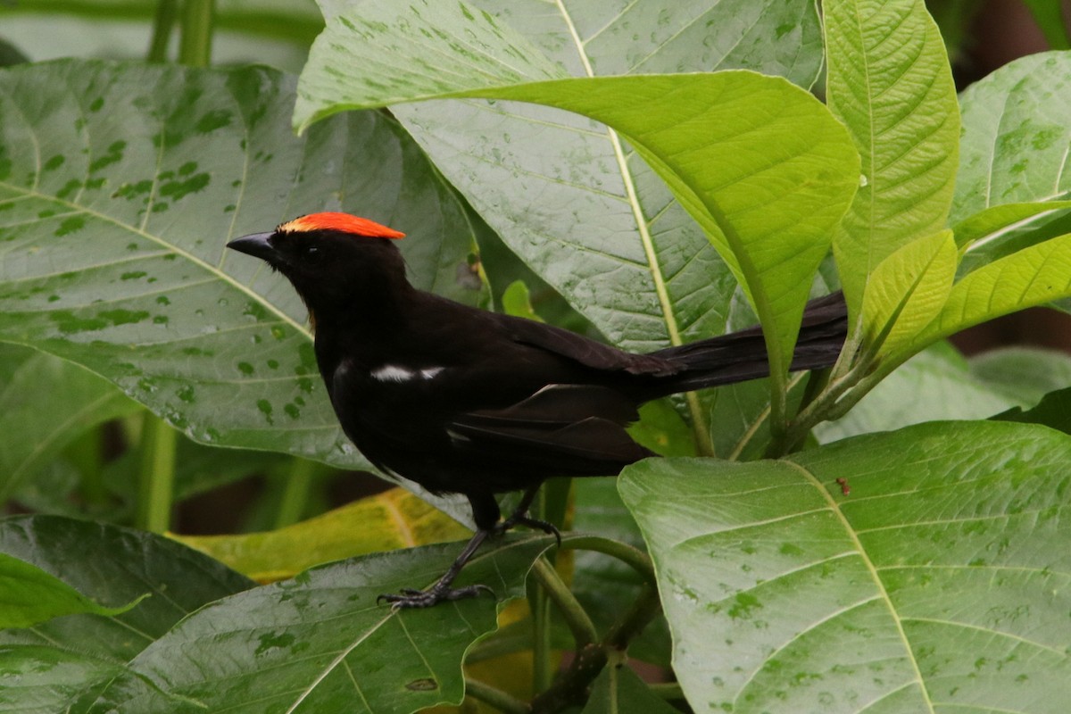 Flame-crested Tanager - ML616833540