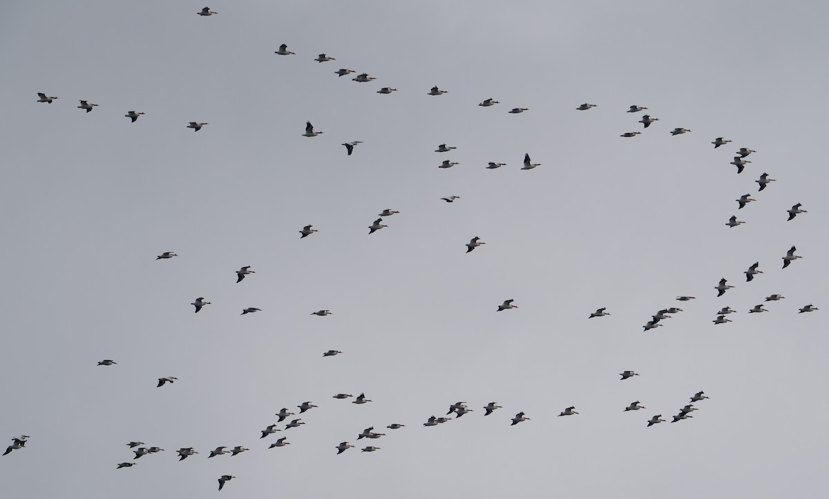 eBird Checklist - 1 Apr 2024 - Grey Cloud Dunes SNA - 22 species