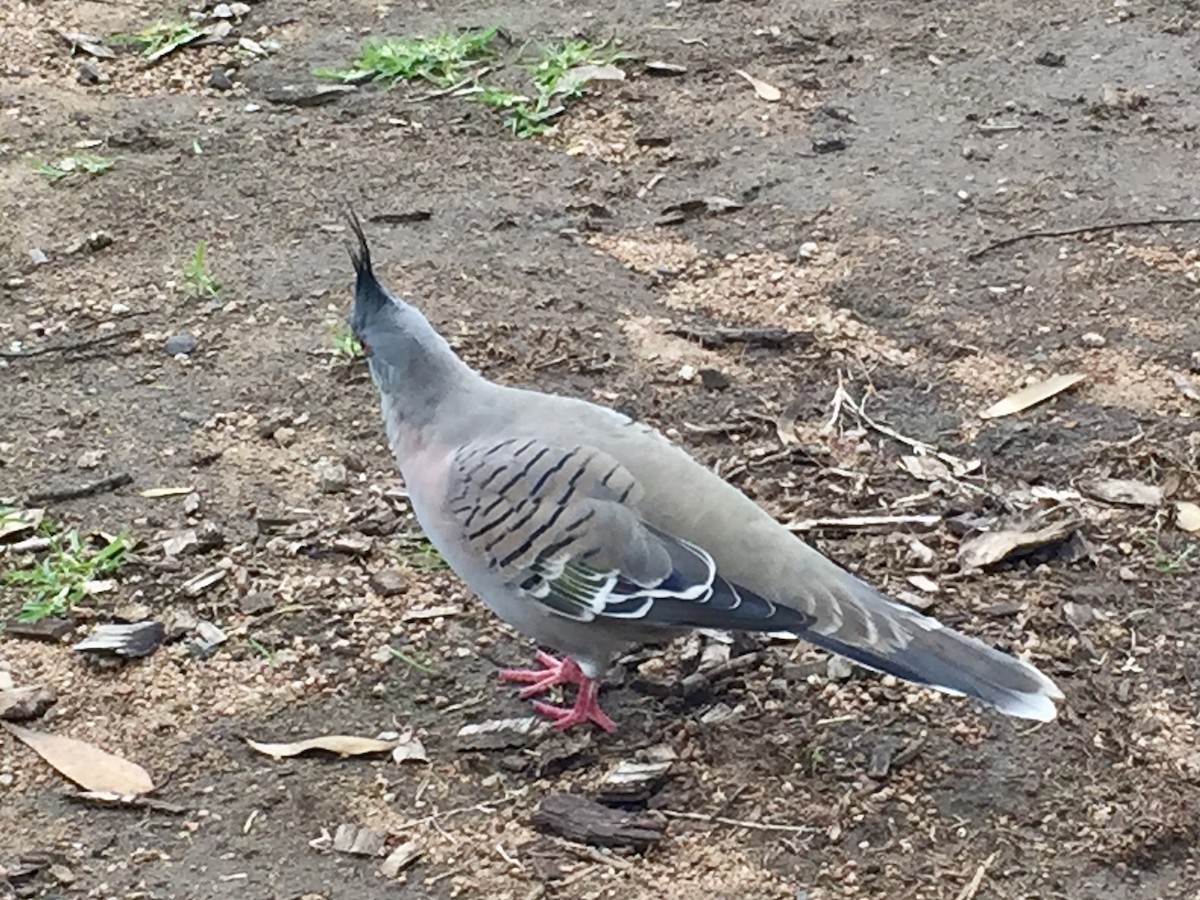 Crested Pigeon - ML616833652