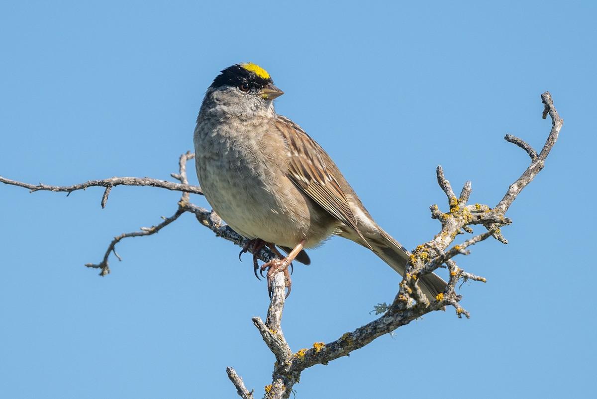Golden-crowned Sparrow - ML616833674
