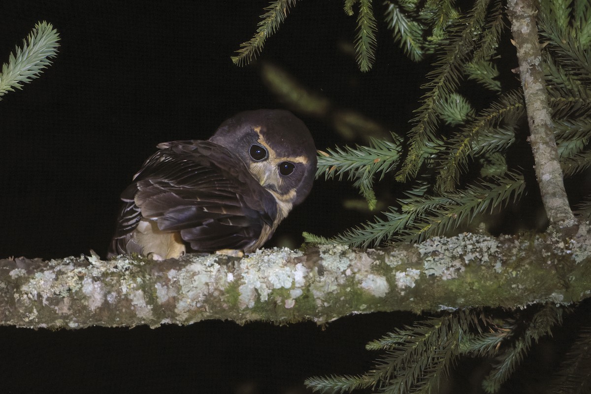 Tawny-browed Owl - ML616833694