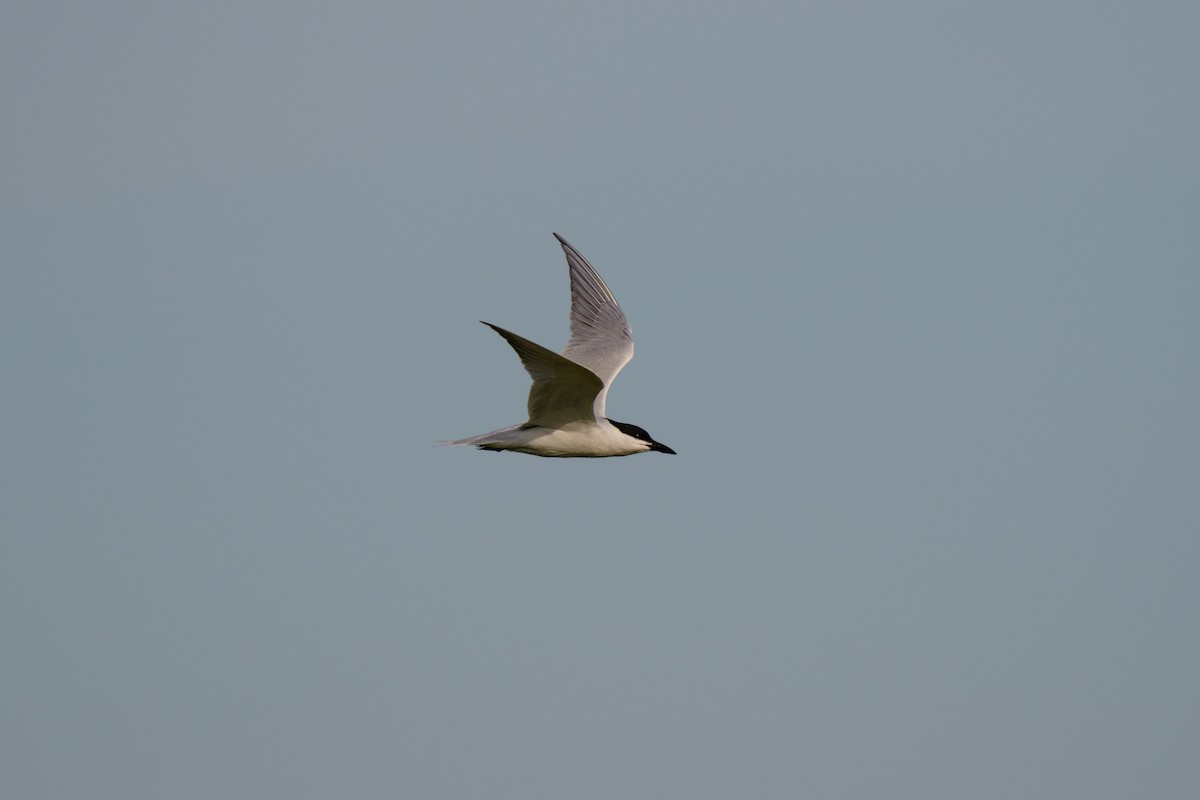 Gull-billed Tern - ML616833743