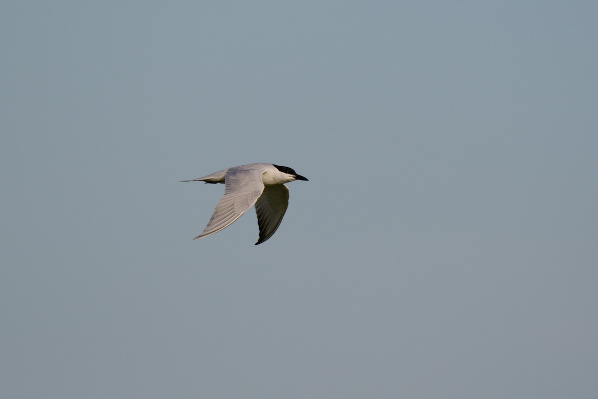 Gull-billed Tern - ML616833744