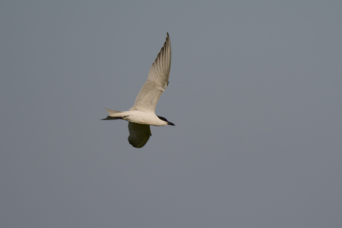 Gull-billed Tern - ML616833745