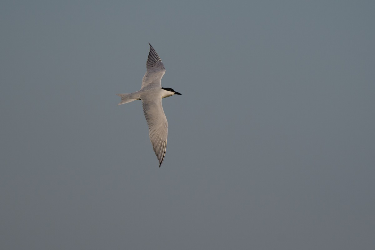 Gull-billed Tern - ML616833747