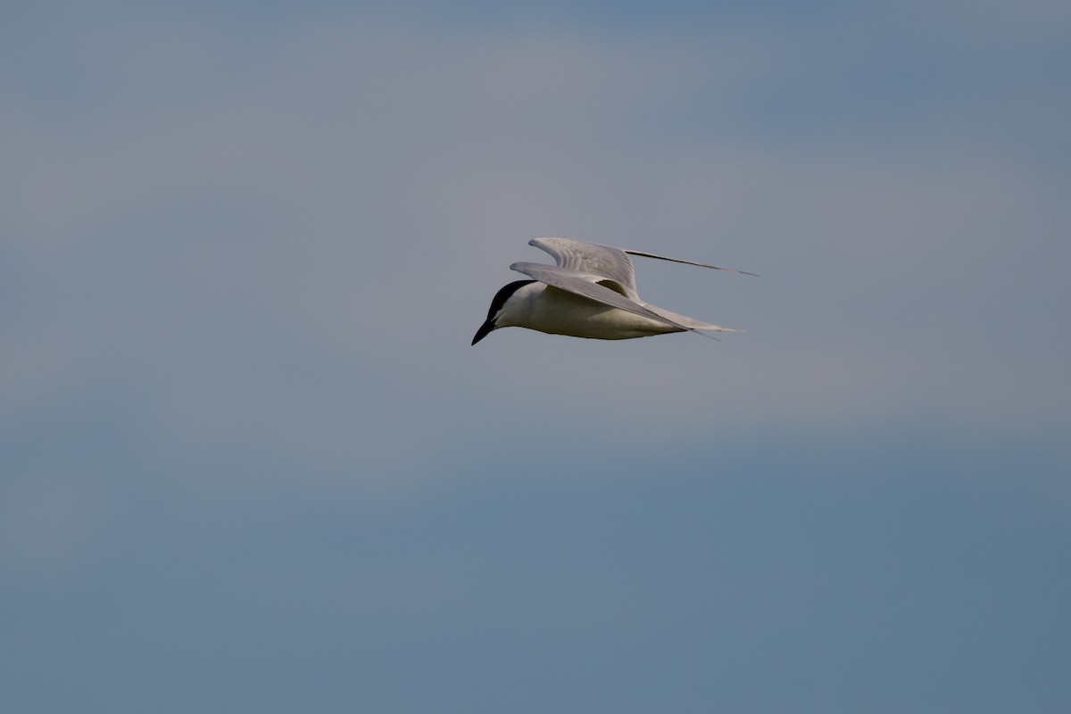 Gull-billed Tern - ML616833751