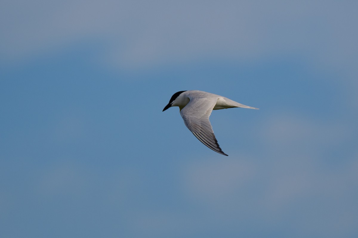 Gull-billed Tern - ML616833752