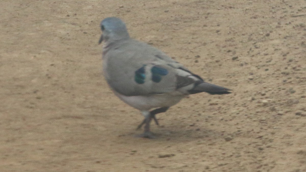 Emerald-spotted Wood-Dove - ML616833758